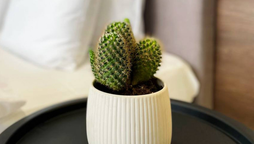 Апартаменти з терасою